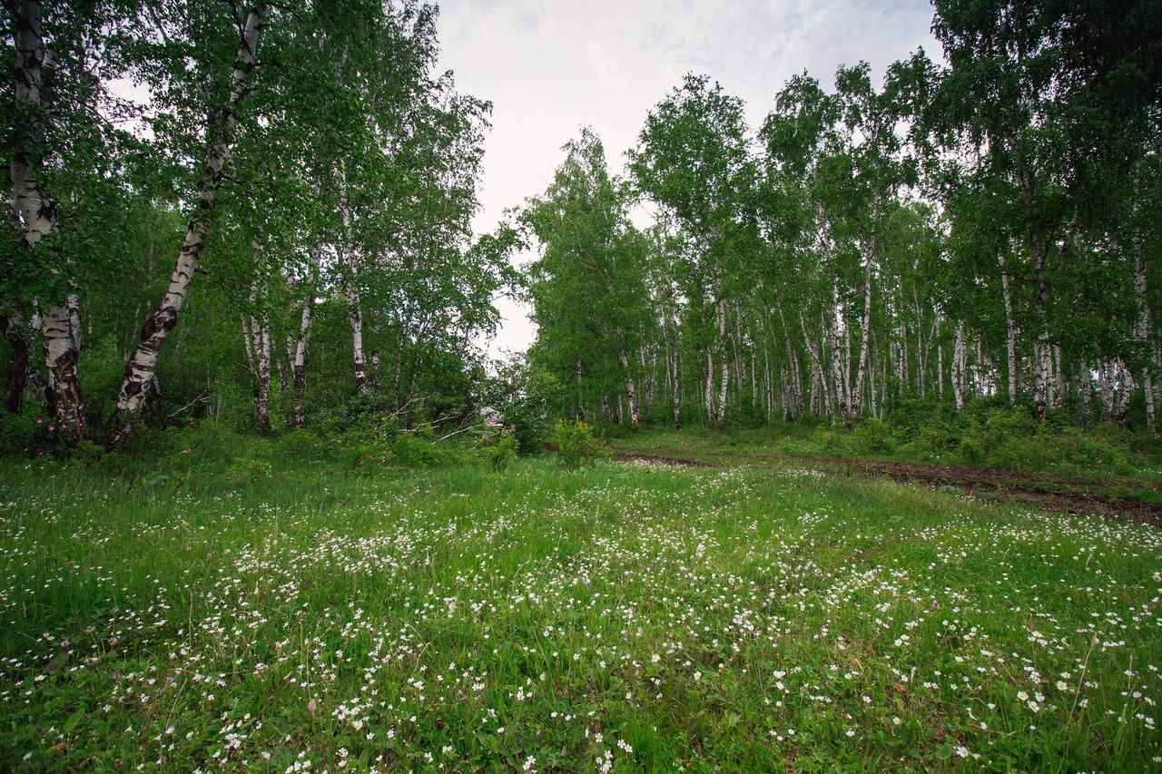 Русский лес Иркутск